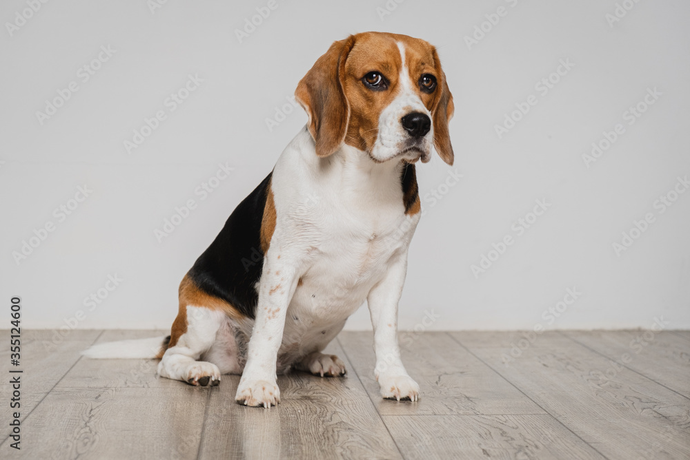 Beagle dog sitting on a wooden floor against white wall expressive eyes, nose