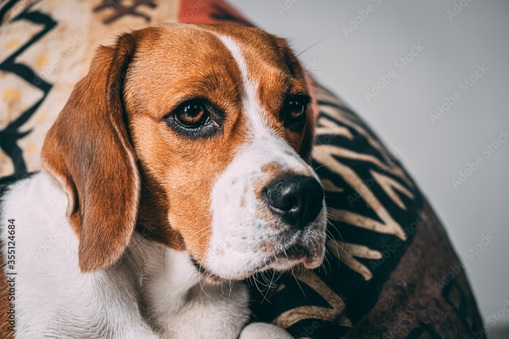 a cute beagle dog lies on a  pillow against the background of a light wall. expressive look. close-up