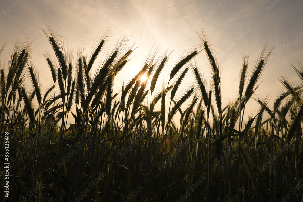 Getreidefeld Getreide in der Sonne Weizen Gerste Roggen