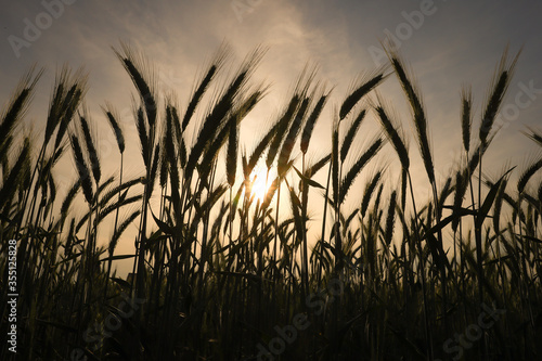 Getreidefeld Getreide in der Sonne Weizen Gerste Roggen