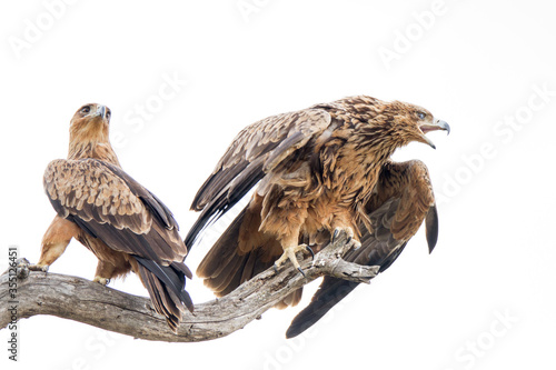 Tawny eagle showing aggression to tourists in Kruger Park