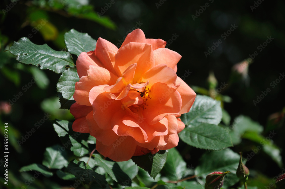 coral rose flower on a green lawn
