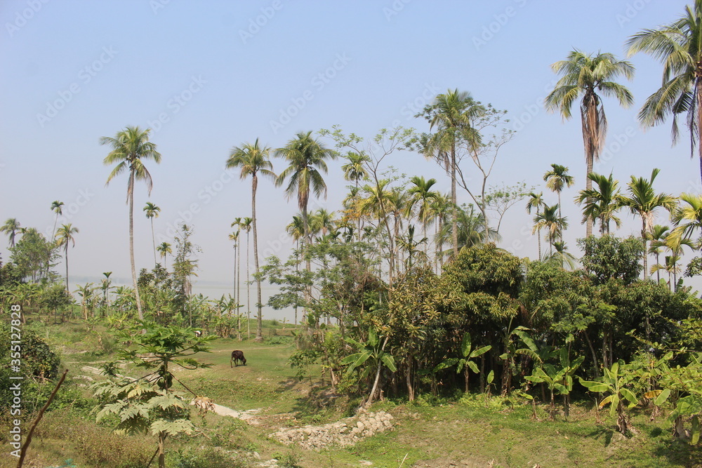 palm trees in the desert