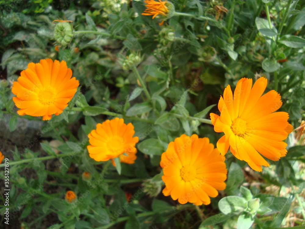 orange marigold flower orange marigold flower