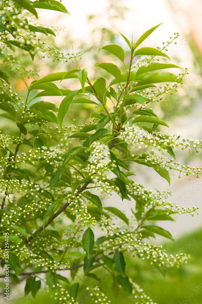 Obraz premium Blossoming branch of a tree