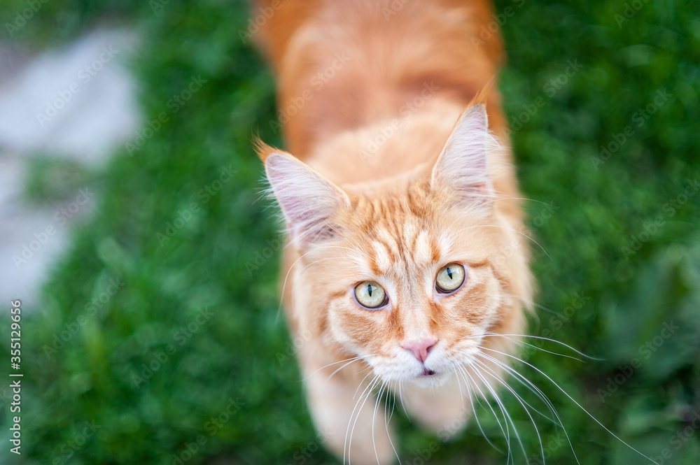 Maine Coon cat grass