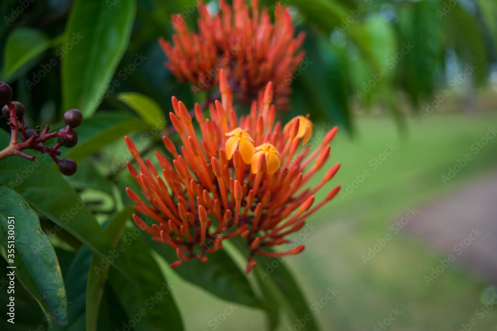 Grevillea Robyn Gordon in Assam. Beautiful Red spike flower. Grevillea 'Robyn Gordon'
Grevillea Robyn Gordon in Assam. Beautiful Red spike flower. Grevillea 'Robyn Gordon'