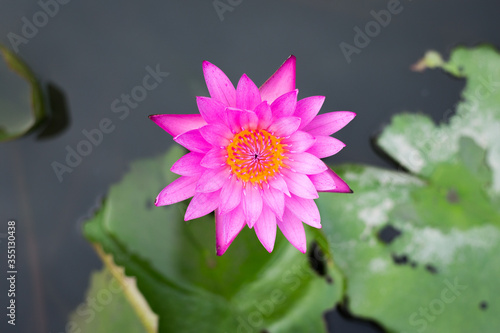 Lotus in pond