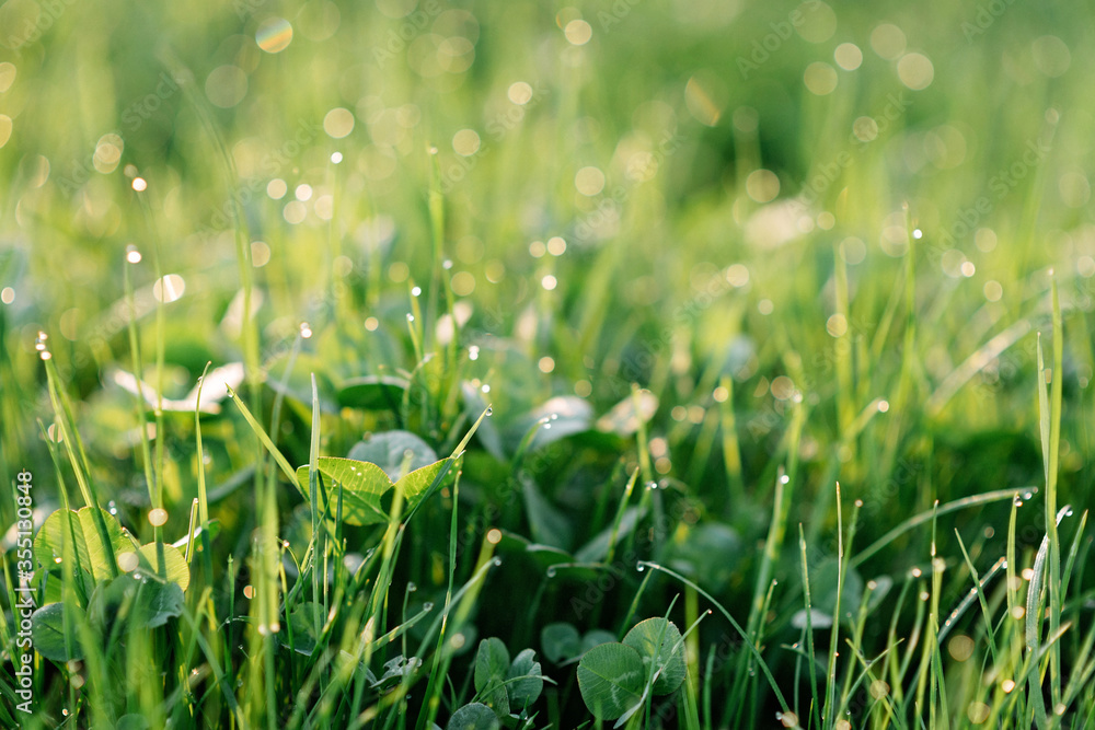 Dewdrops on green grass and clover in blur bokeh in the morning spring sun. Soft selective focus. Natural textures. Copy space. Dewdrops on green grass and clover in blur bokeh in the morning spring sun. Soft selective focus. Natural textures. Copy space.