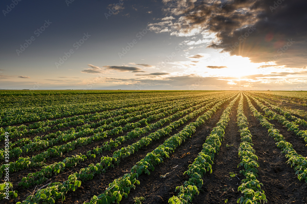 Open soybean field at sunset.