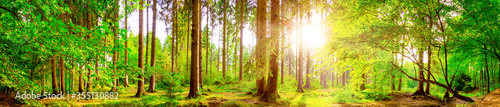 Forest panorama with bright sun shining through the trees