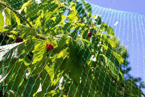 Vogelschutznetz über einem Obstbaum gezogen photo