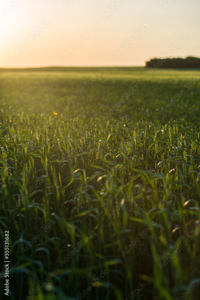 green field of unripe wheat in the rays of the setting sun green field of unripe wheat in the rays of the setting sun