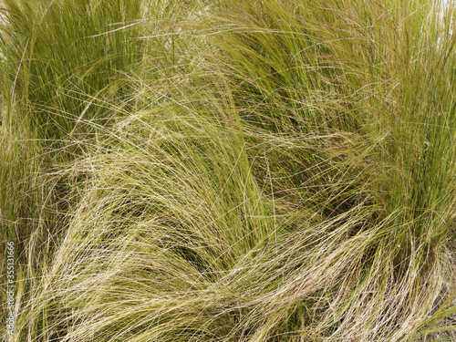 Nassella tenuissima | Mexican feathergrass with beautiful fine-textured foliage moving in the wind