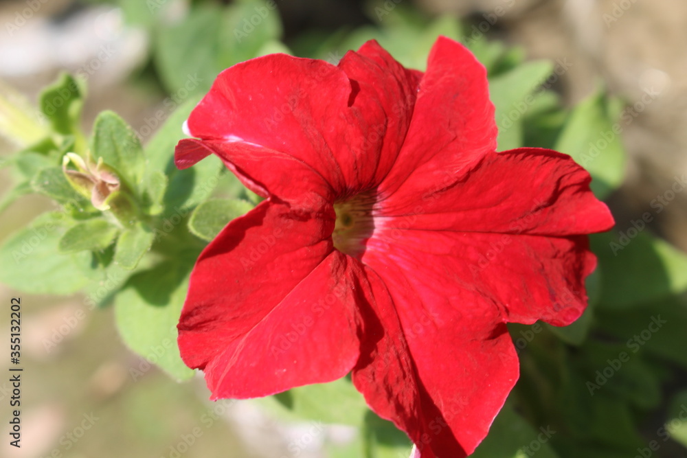 red flower of a flower red flower of a flower