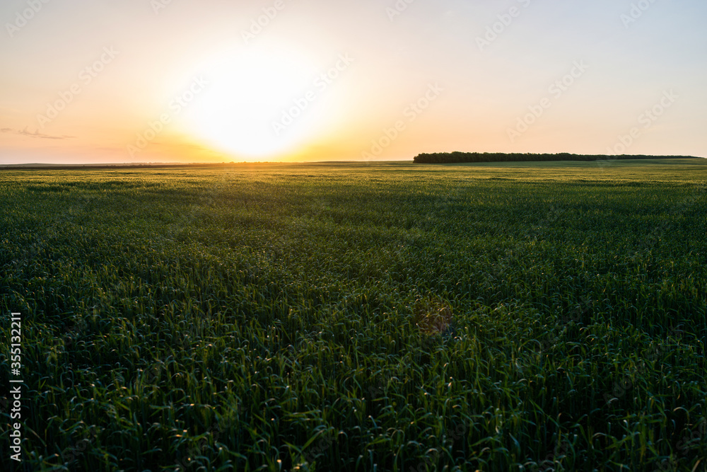 green field of unripe wheat in the rays of the setting sun