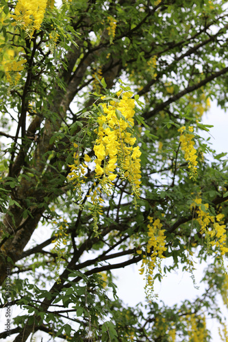 Beautiful hanging flowers of the Laburnum tree. Golden Chain Tree yellow flowers in the spring. View from below