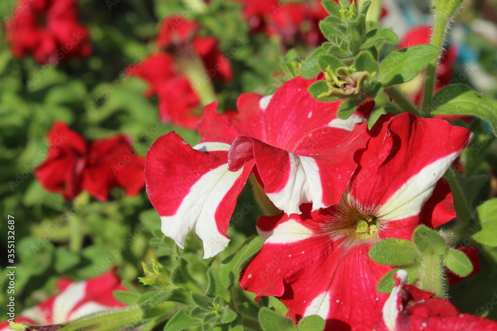 red poinsettia christmas tree