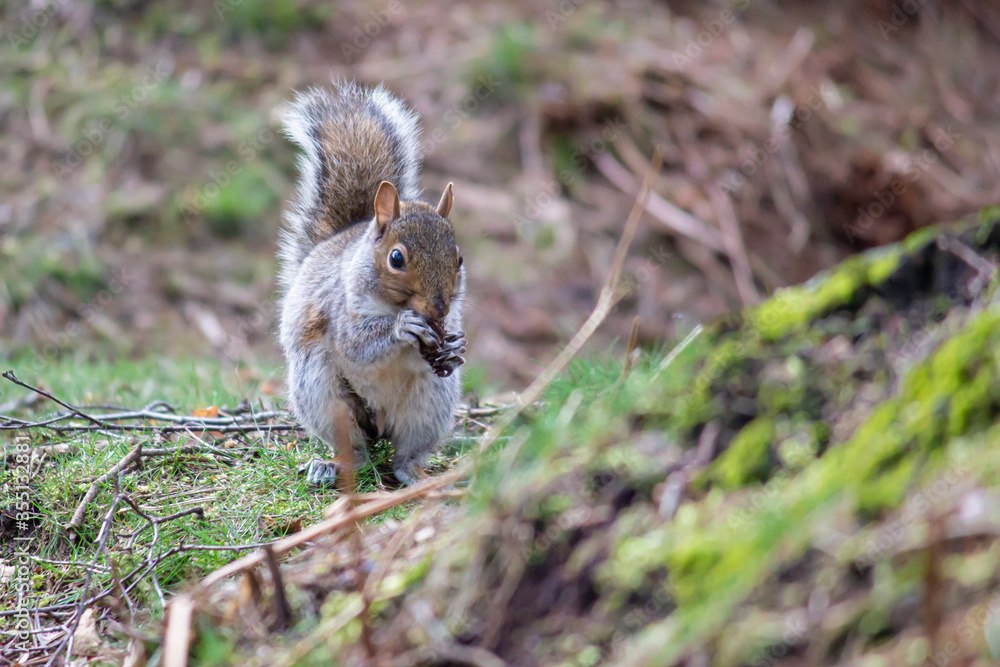 Obraz premium squirrel in the forest