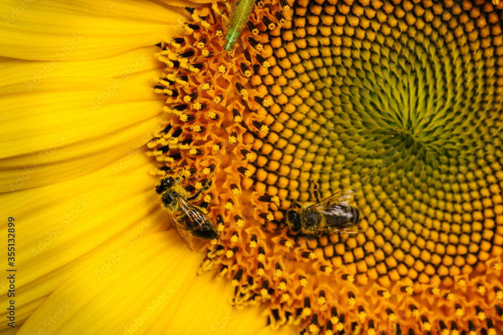 honey bee on sunflower. a view from sunflower field honey bee on sunflower. a view from sunflower field
