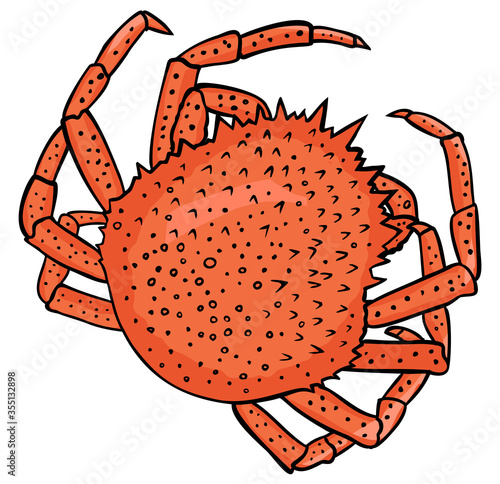 Crab drawing isolated on white background. Vector illustration.