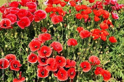 Papaver rhoeas is an annual herbaceous species of flowering plant in the poppy family, grown in a botanical garden in India.