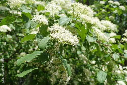 Clusters of creamy white flowers of common dogwood in May