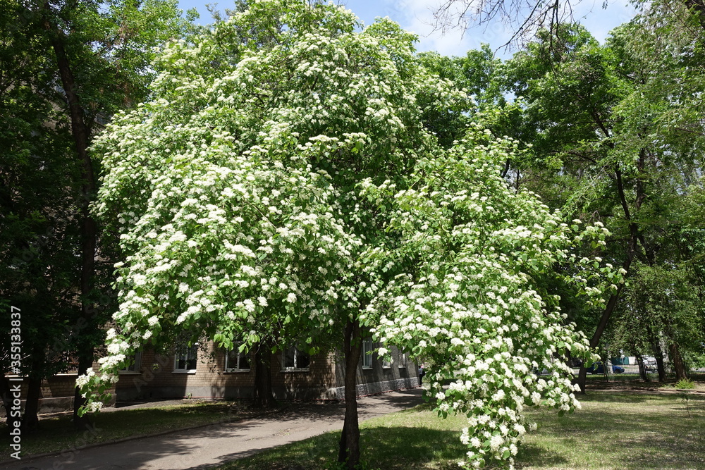Full length view of common dogwood  tree in full bloom in May