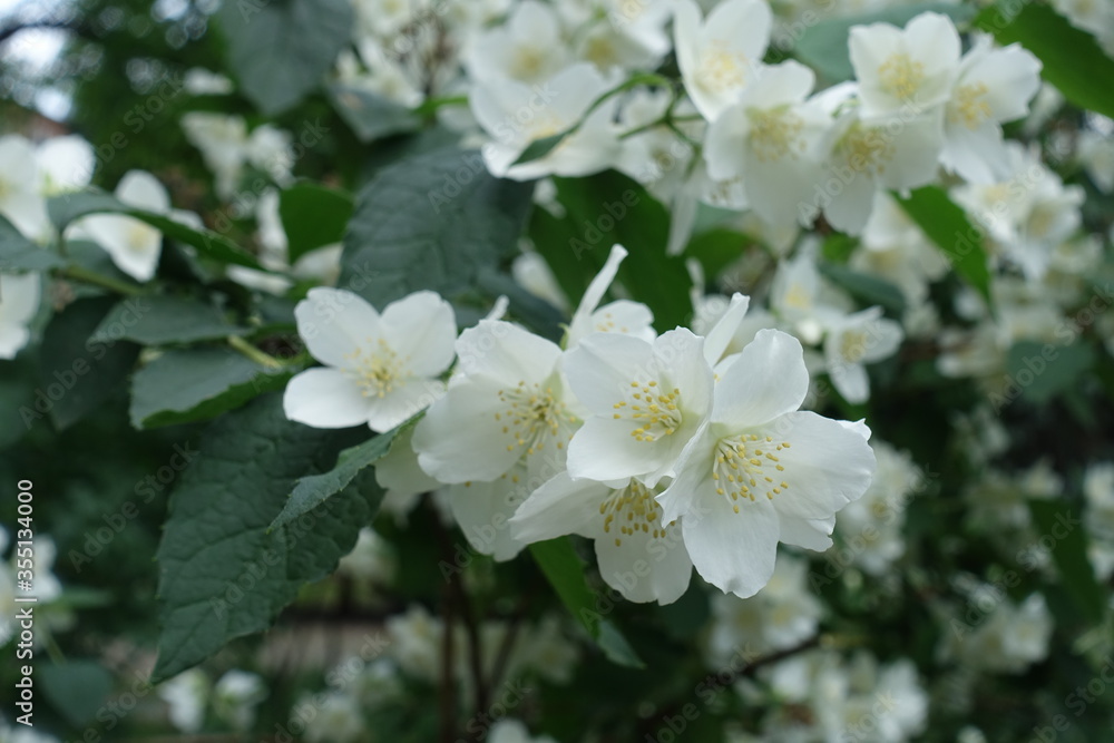 Closeup of white flowers of mock orange in May Closeup of white flowers of mock orange in May