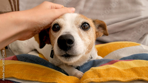 Фотография From above crop hand caressing calm white and brown Jack Russell Terrier dog dog