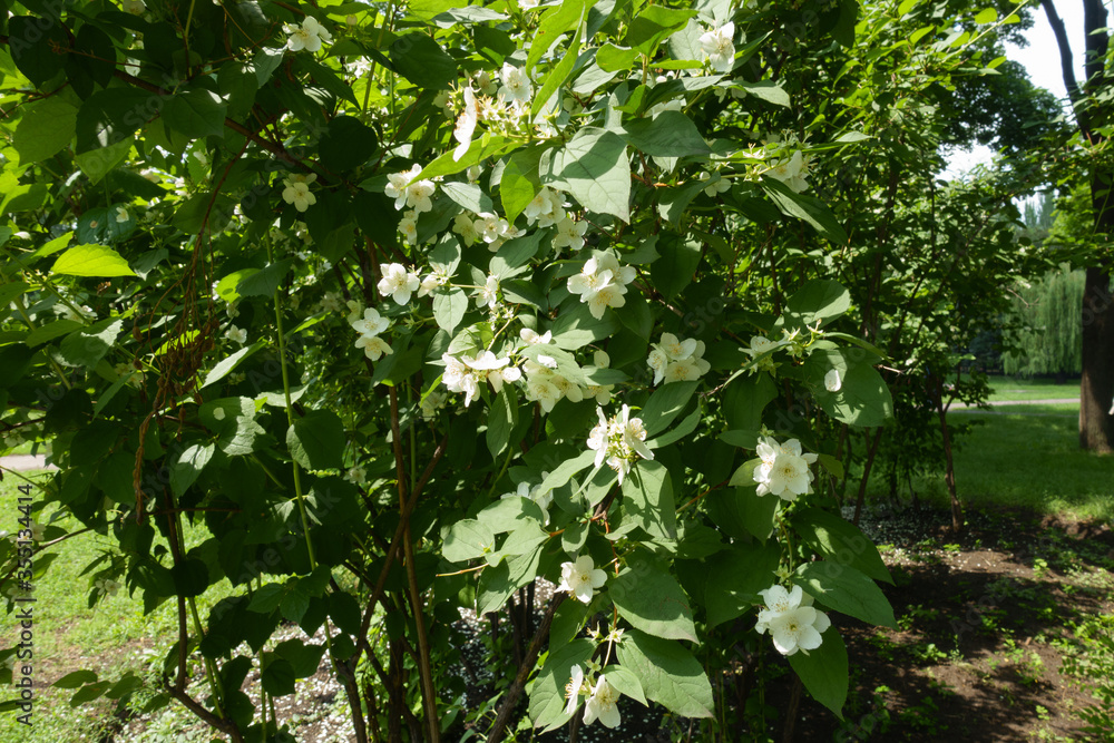 Upright branches of blossoming mock orange in June Upright branches of blossoming mock orange in June