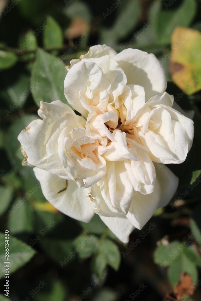 white rose in garden white rose in garden