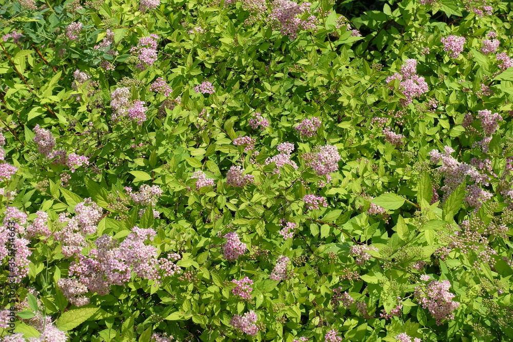 Background - yellowish green leaves and light pink flowers of Japanese meadowsweet Background - yellowish green leaves and light pink flowers of Japanese meadowsweet