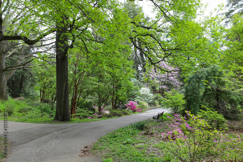 Spring flowering trees and Azaleas in the park. Rochester, New York photo