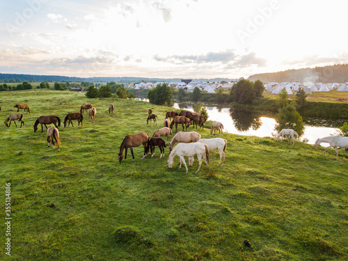 Akhal-Teke horses herds grazes in a meadow in the Tver region. Russia