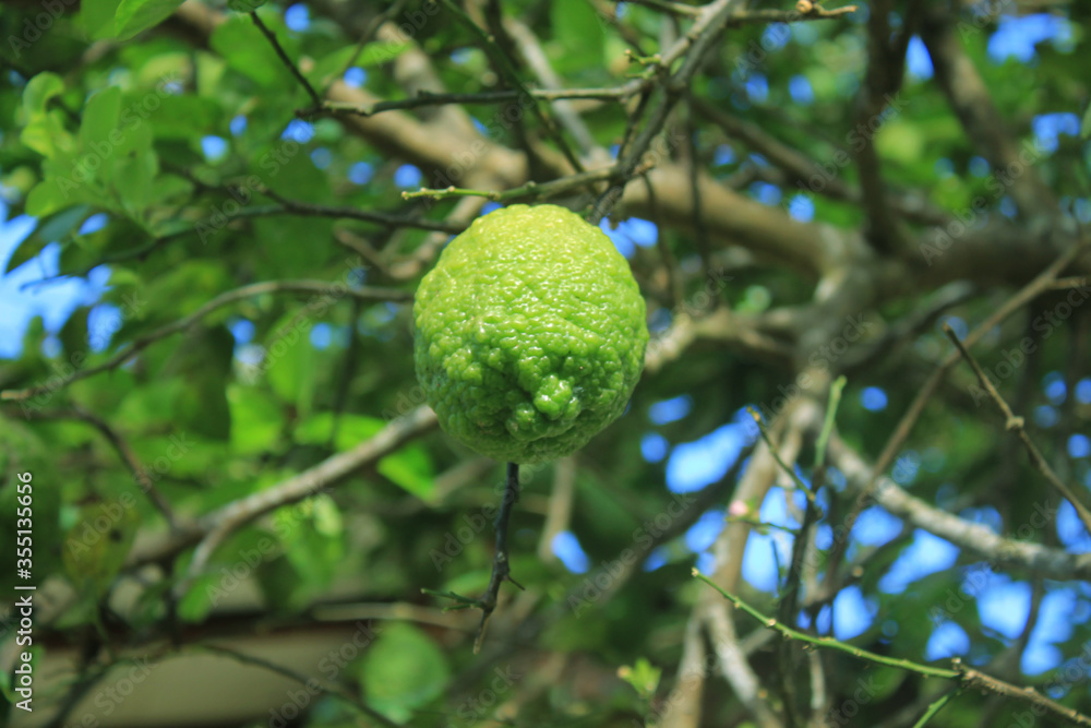 Citrus hystrix, called kaffir lime, makrut lime Citrus hystrix, called kaffir lime, makrut lime