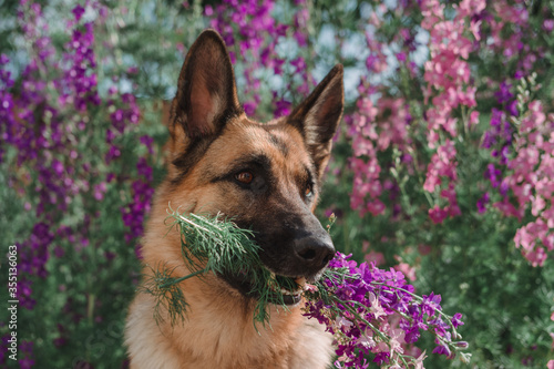 German Shepherd with a bouquet of flowers in its mouth