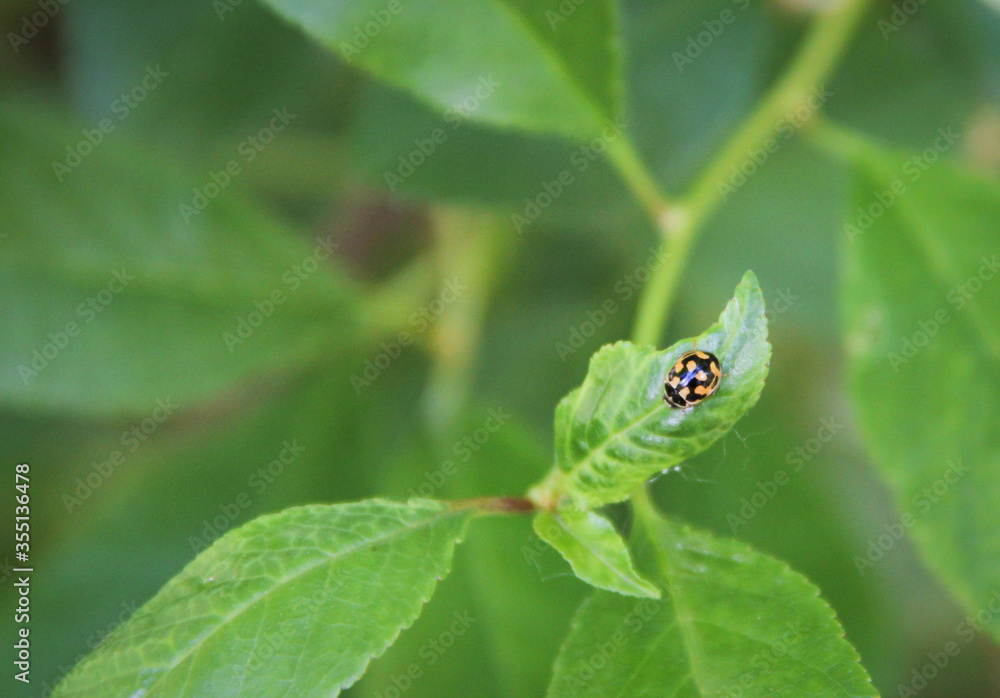 green frog on a leaf green frog on a leaf