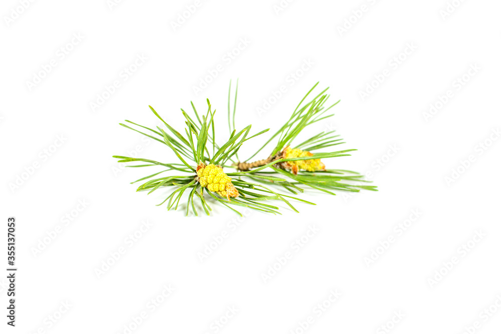 Fototapeta premium Cones with needles isolated on a white background