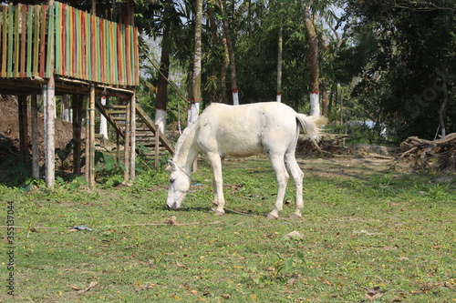 horse and foal on a farm