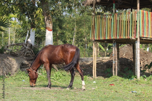 horse and foal on a farm