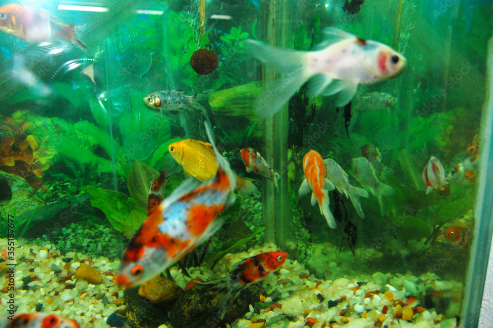 Naklejka premium fish in aquarium