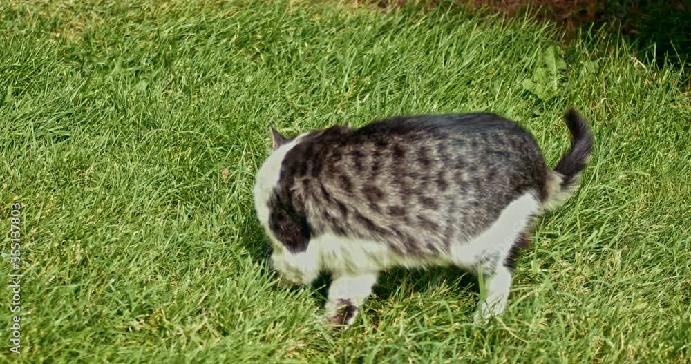 Spring time shot of homeless cat on grass rear view Spring time shot of homeless cat on grass rear view