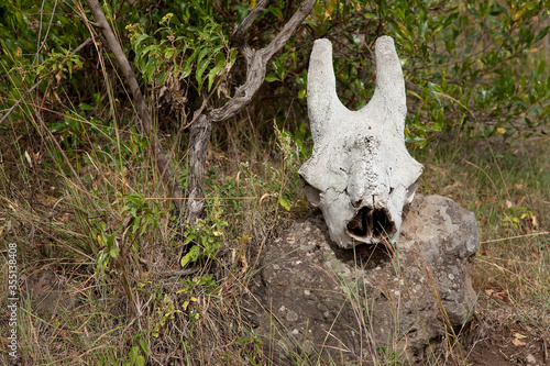 giraffe skull in the forest