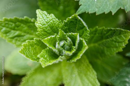 Green tight nettle from closeup with golden ratio