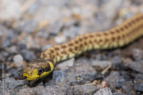 Straz nad Ohri, Karlovy Vary, Czech Republic, May 2020: Young of the tree snake (Zamenis longissimus) is the rarest snake in the Czech Republic photo