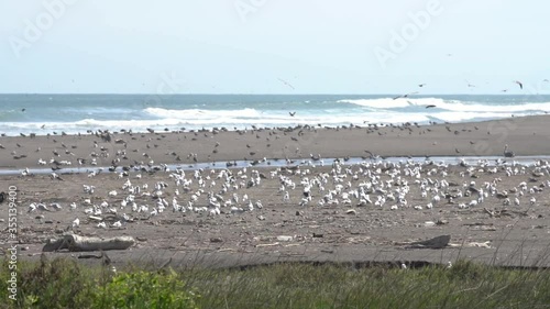 Amazing flock of birds and nest area at Lluta river wetlands in Arica at Atacama Desert coastline and awesome endangered place for migrating bird watching in front of the Pacific Ocean
 photo