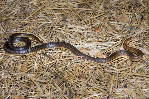 Straz nad Ohri, Karlovy Vary, Czech Republic, May 2020: The tree snake (Zamenis longissimus) is the rarest snake in the Czech Republic photo