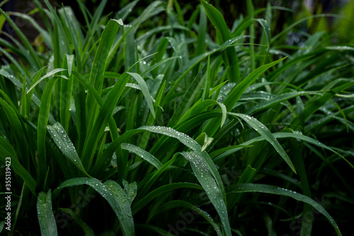 Long Green leaves of a lily covered by dewdrops. Fresh spring foliage background.