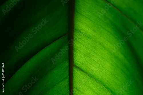 Tropical dark green leaf texture in backlight.